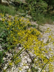 Ferulago galbanifera