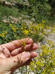 Ferulago galbanifera