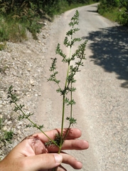 Ferulago galbanifera