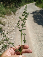 Ferulago galbanifera