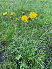 Berkheya radula