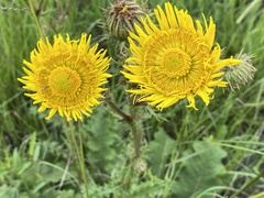 Berkheya radula