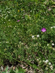 Dorycnium