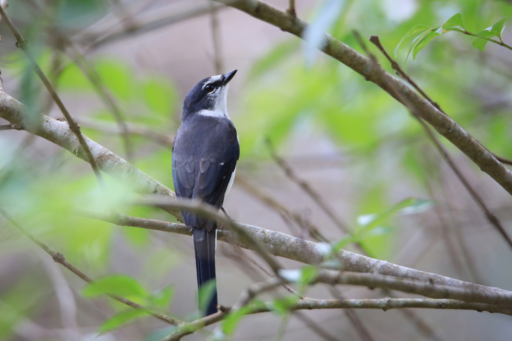 Ryukyu Minivet photo
