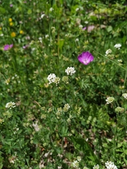Dorycnium