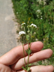 Dorycnium