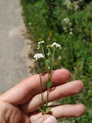 Dorycnium