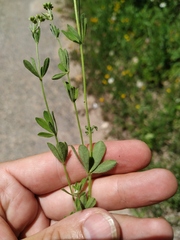 Dorycnium