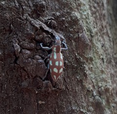 Naupactus bellus
