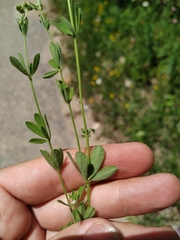 Dorycnium