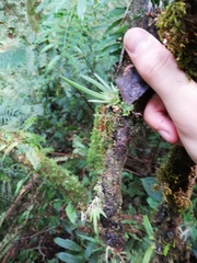 Podangis dactyloceras