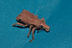 Amnemus quadrituberculatus