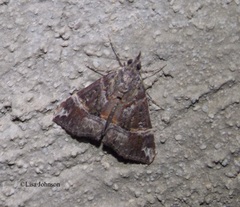 Hypena tenebrosa