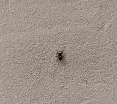 Hasarius adansoni