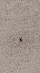 Hasarius adansoni