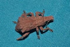 Amnemus quadrituberculatus