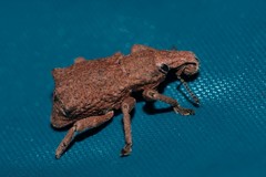 Amnemus quadrituberculatus