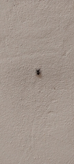 Hasarius adansoni