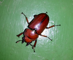 Prosopocoilus astacoides