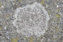 Lecanora campestris