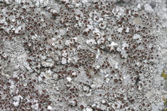 Lecanora campestris