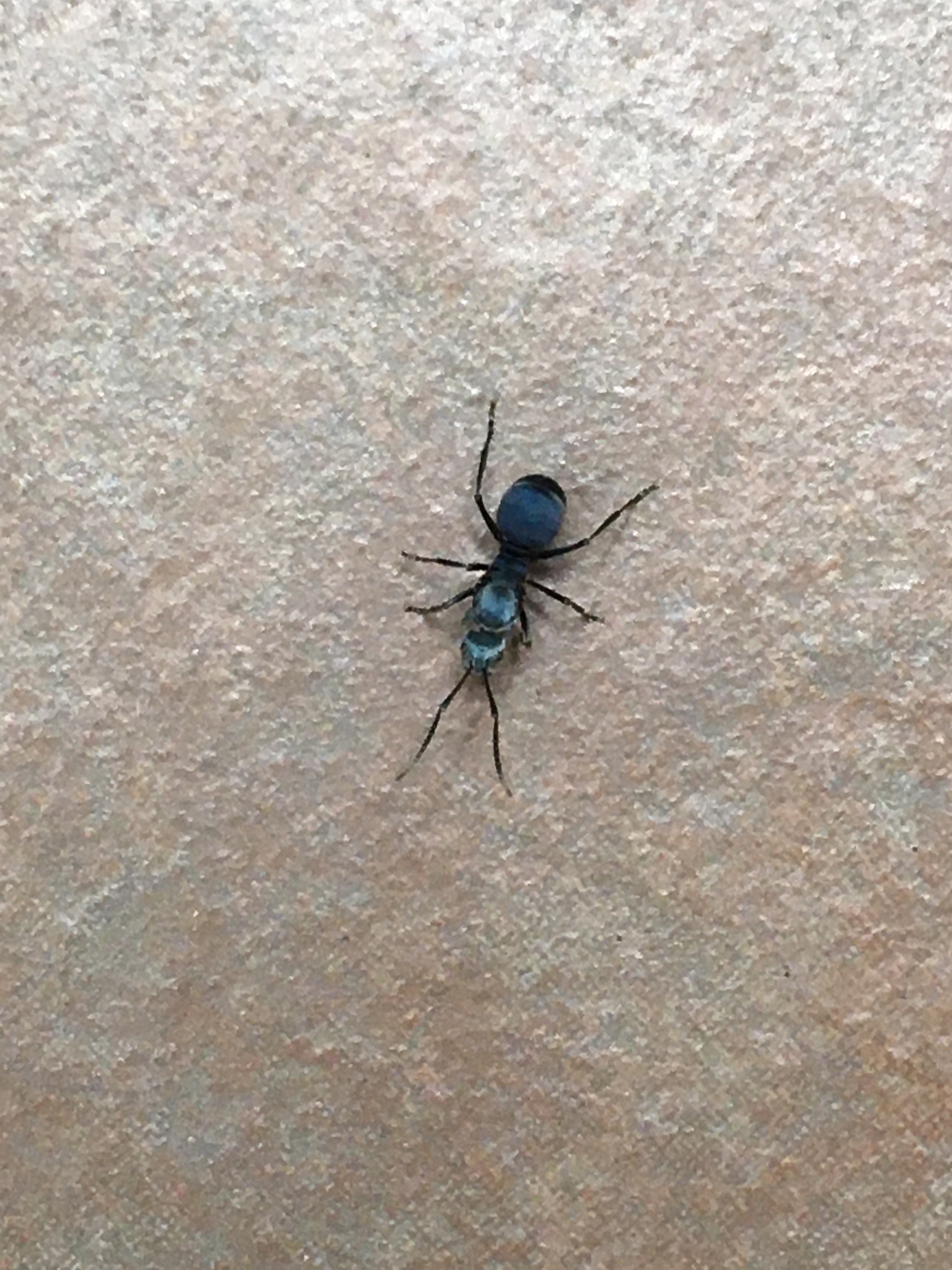 Polyrhachis cyaniventris
