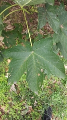 Acer pseudoplatanus