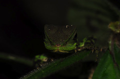 Enyalioides laticeps