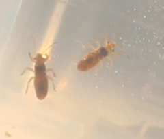 Thaumastocoris peregrinus