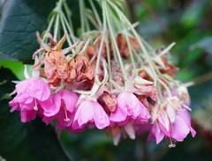 Dombeya wallichii
