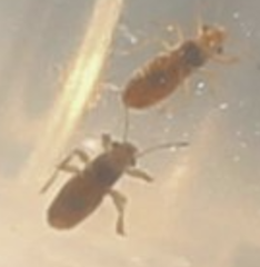 Thaumastocoris peregrinus