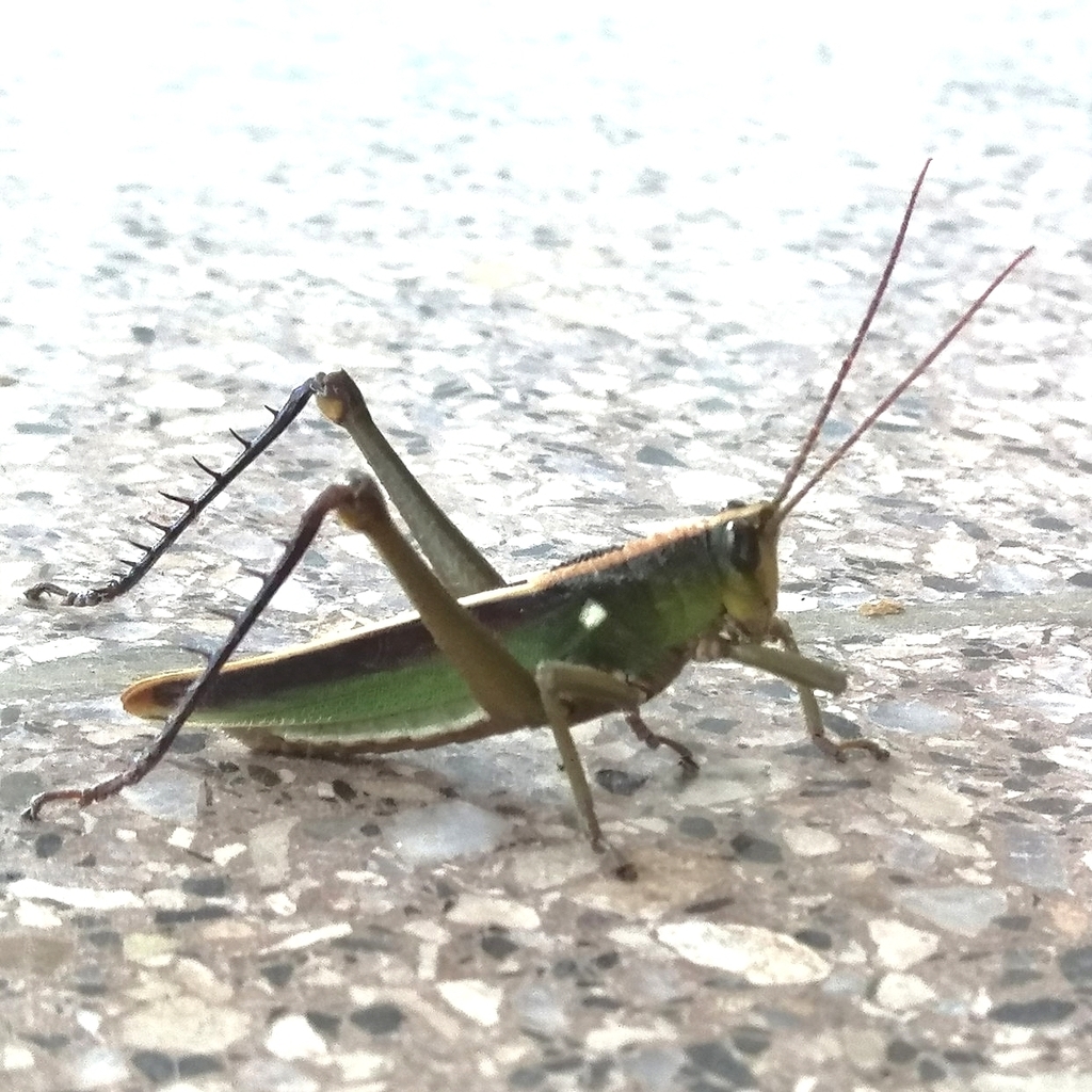 Agriacris basalis