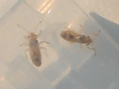 Thaumastocoris peregrinus