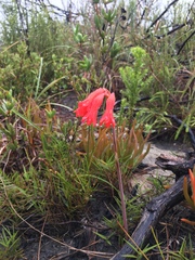 Cyrtanthus staadensis