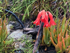 Cyrtanthus staadensis