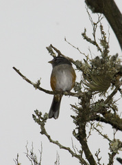 Microspingus cabanisi