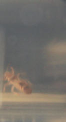 Thaumastocoris peregrinus