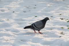 Columba livia domestica