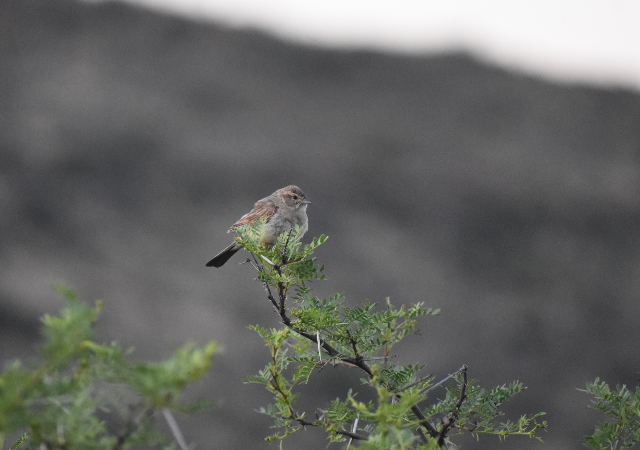 Lark-like Bunting (Emberiza impetuani)