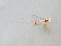 Stenacron interpunctatum interpunctatum