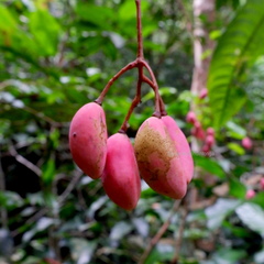 Dacryodes laxa