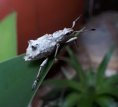 Platyomus piscatorius