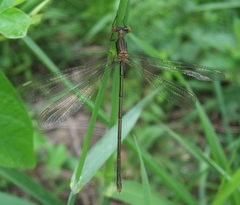 Lestes vigilax