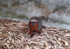 Plecturocebus discolor