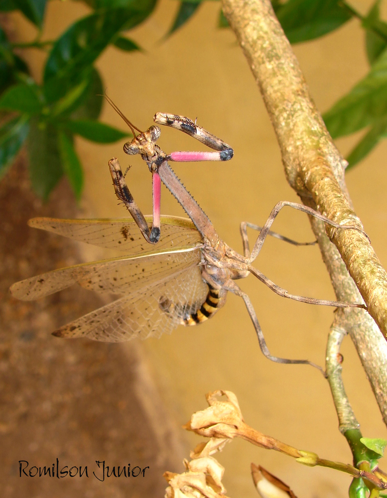 Pseudovates parallela