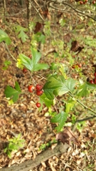 Crataegus monogyna