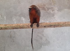 Plecturocebus discolor