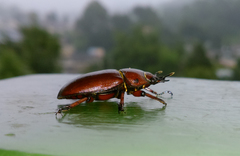 Prosopocoilus astacoides