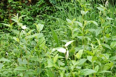 Saururus chinensis