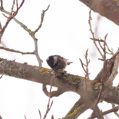 Periparus ater